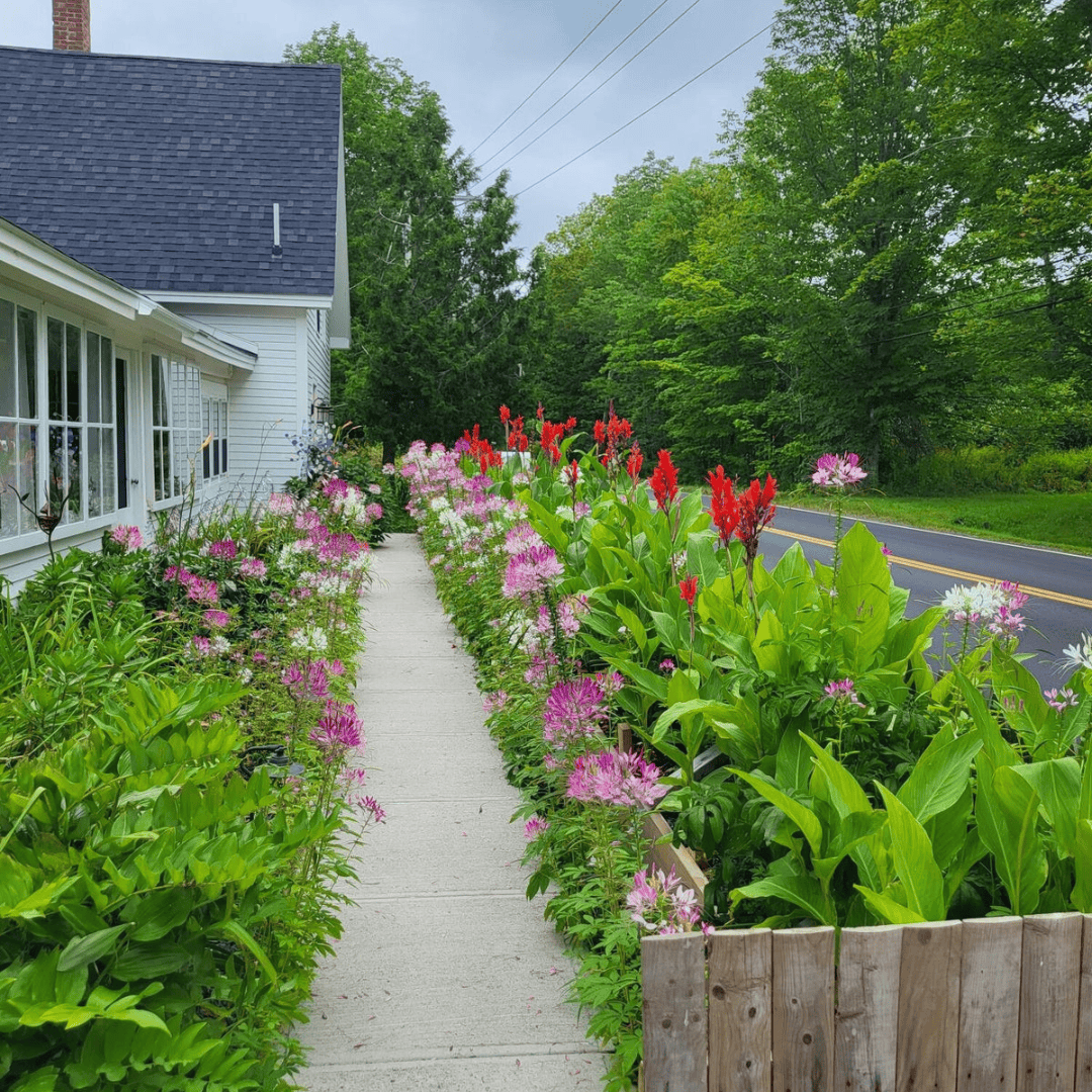 Beach Rd. Lincolnville, Maine, white farm house in the Spring 