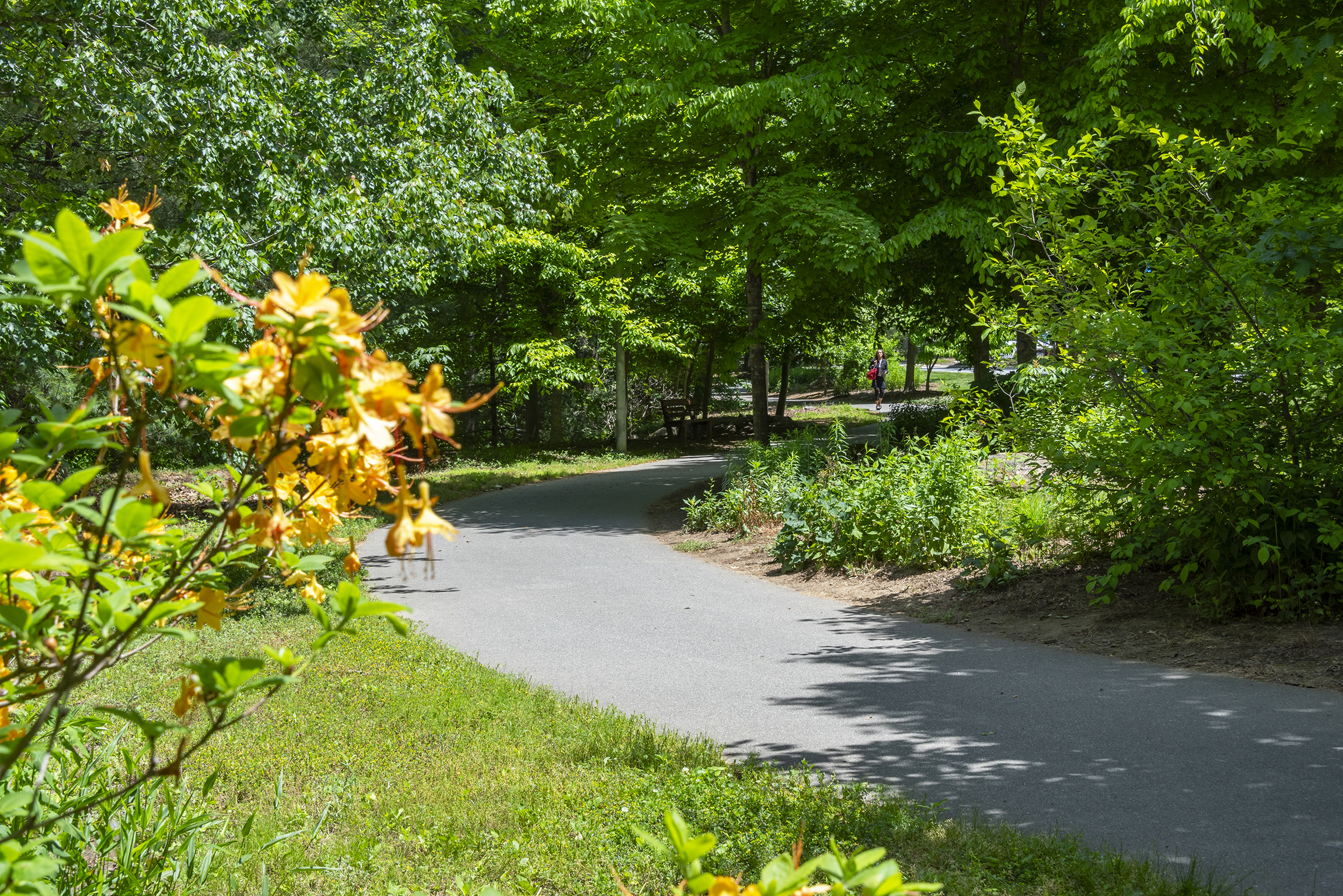 Greenway system running through UNCA Campus Greenway system near UNCA