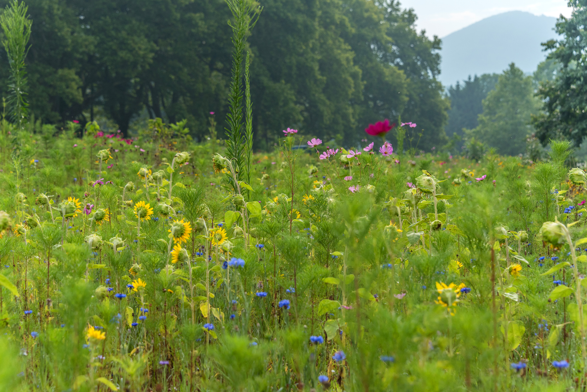 Beaver Lake wildflowers
