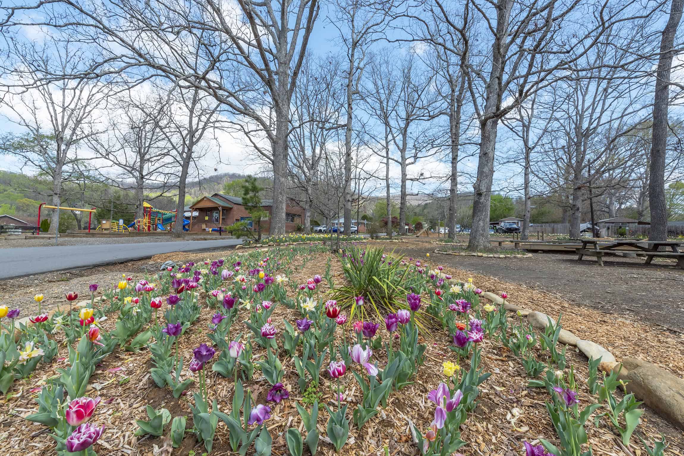 Tulip Garden at Grovemont Park