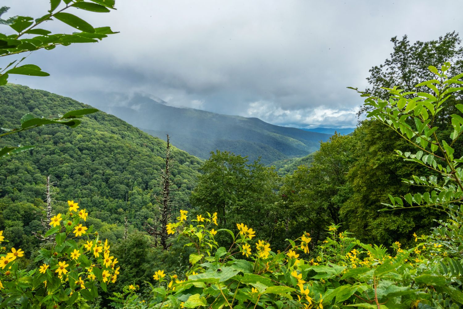 Craggy Gardens 