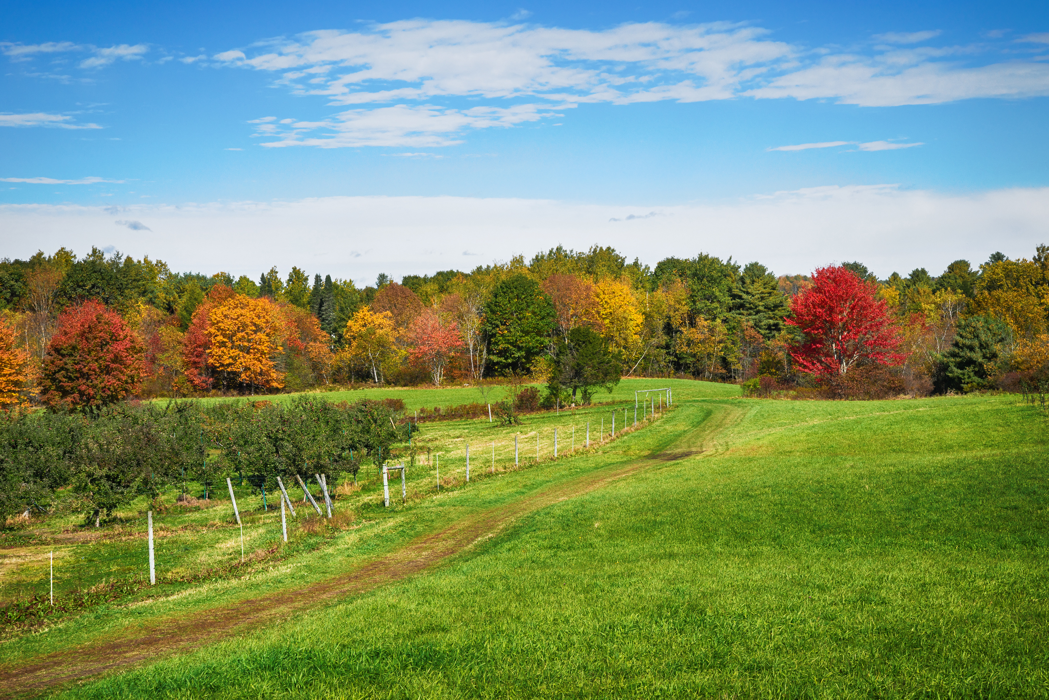Autumn country landscape in New England apple orchard