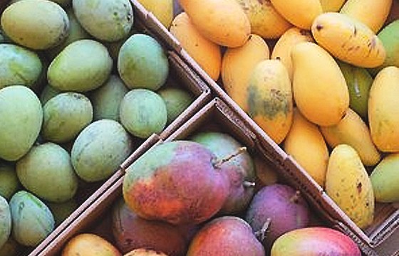 0601_mango