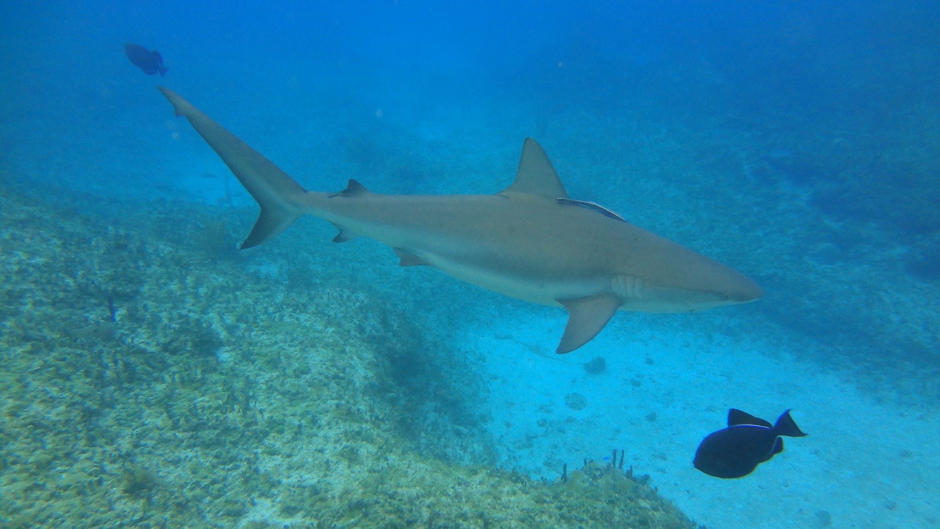 Tiger Shark