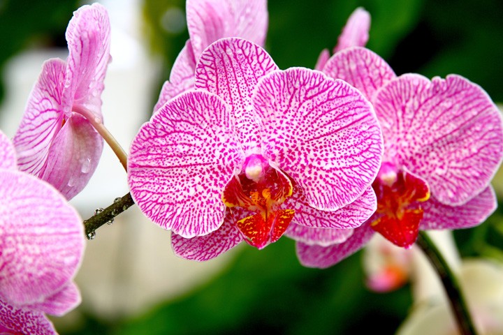 Orchids
