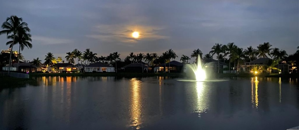 Palms and beach view