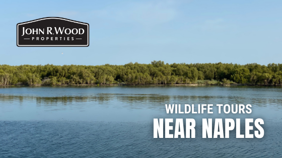 Wildlife Near Naples