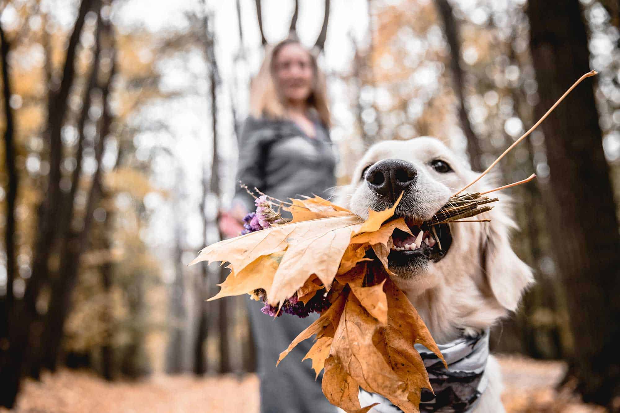 Puppy carrying a bouquet of fall flowers and leaves