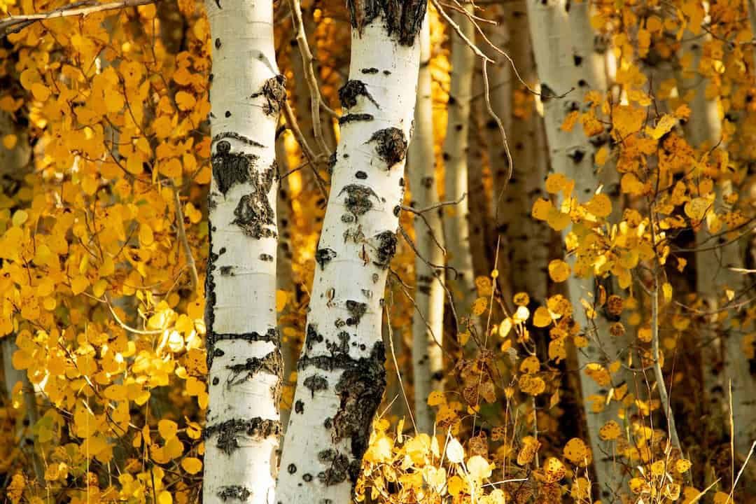 Close-up of white, black-scarred aspen trunks against golden leaves