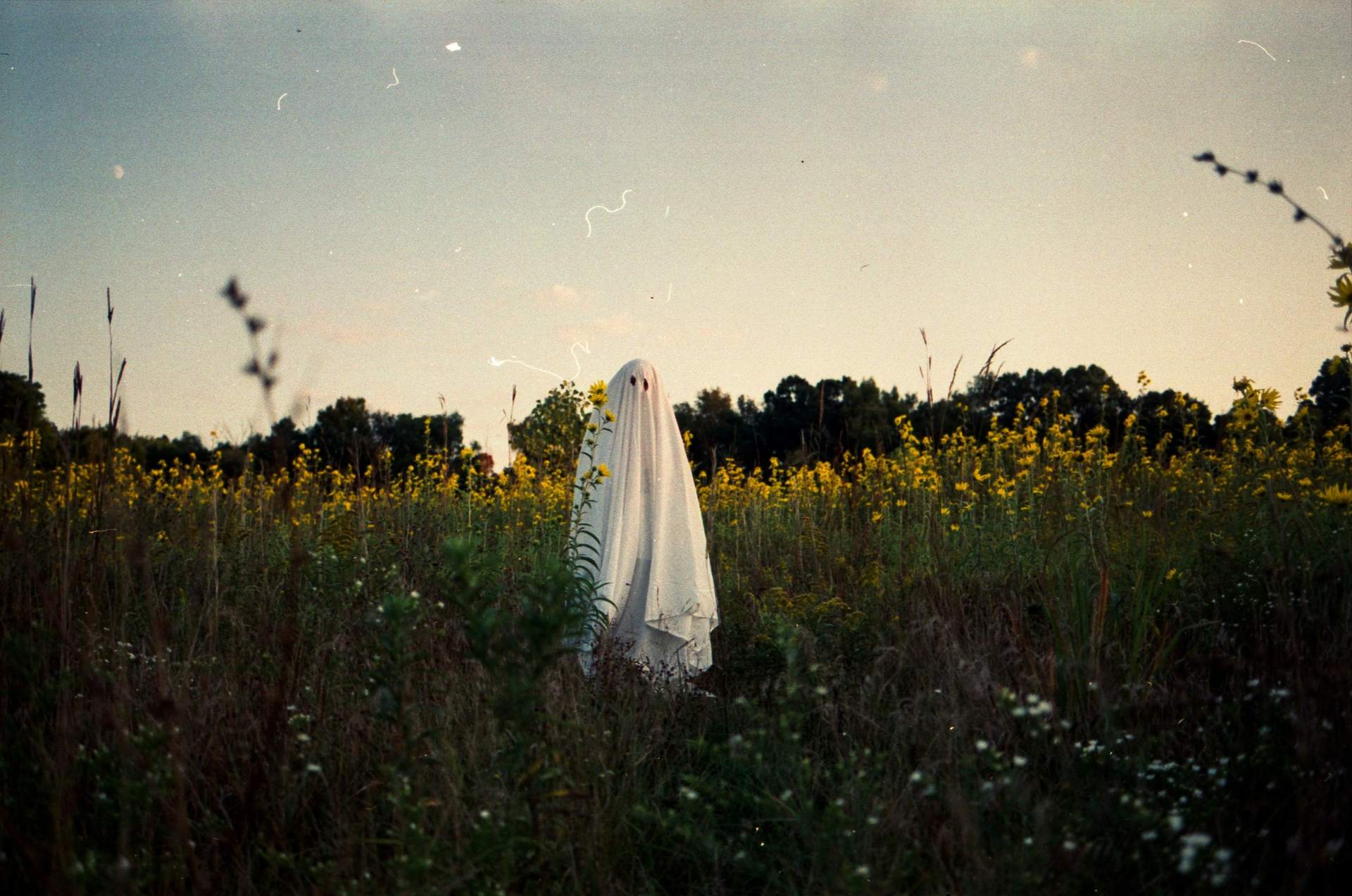 Person in a white sheet costume standing in a field of yellow wildflowers at dusk