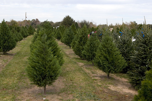 christmas tree farm 2006