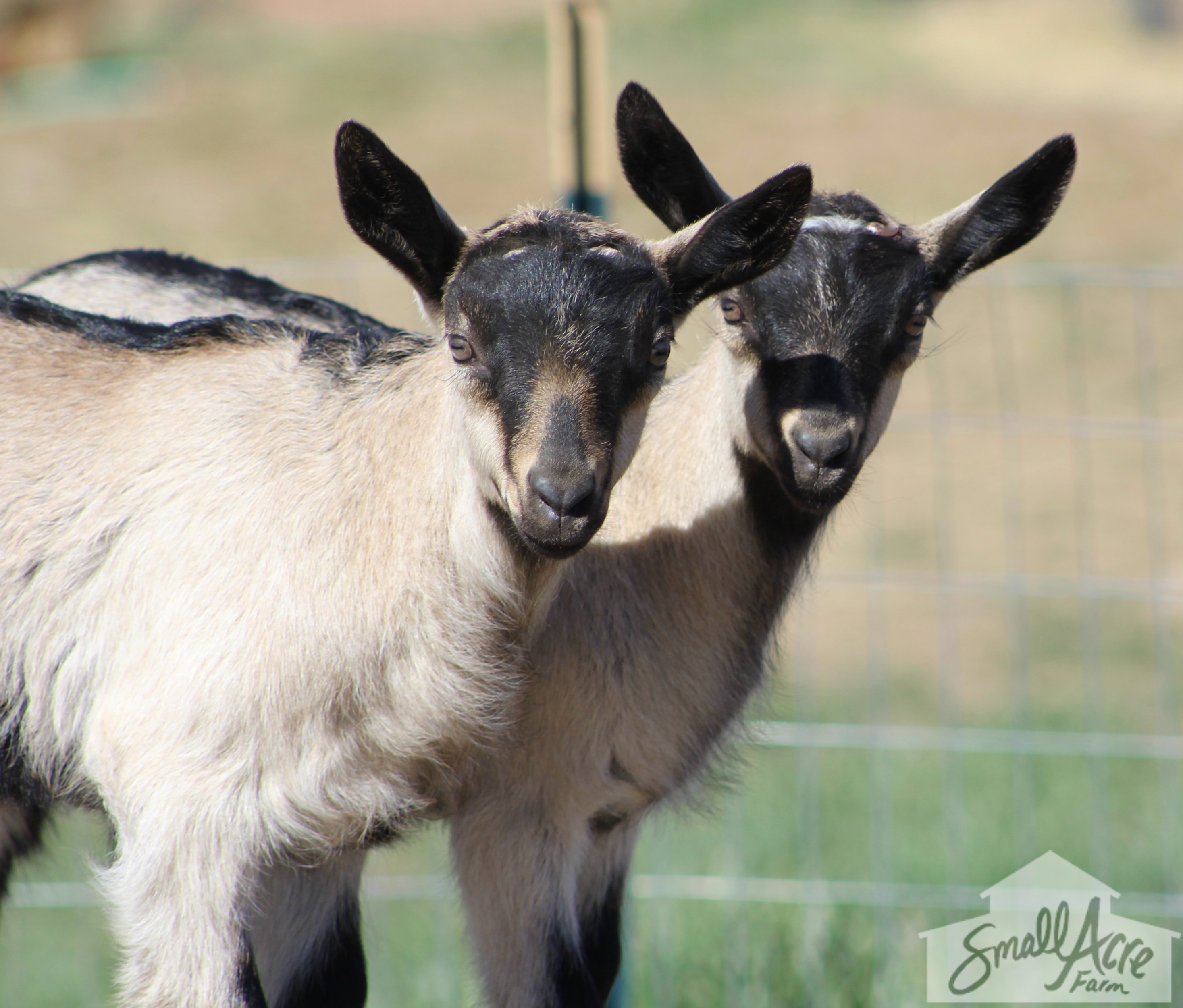goats