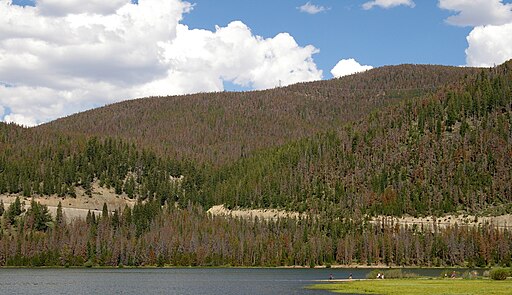 Beetle kill forest colorado
