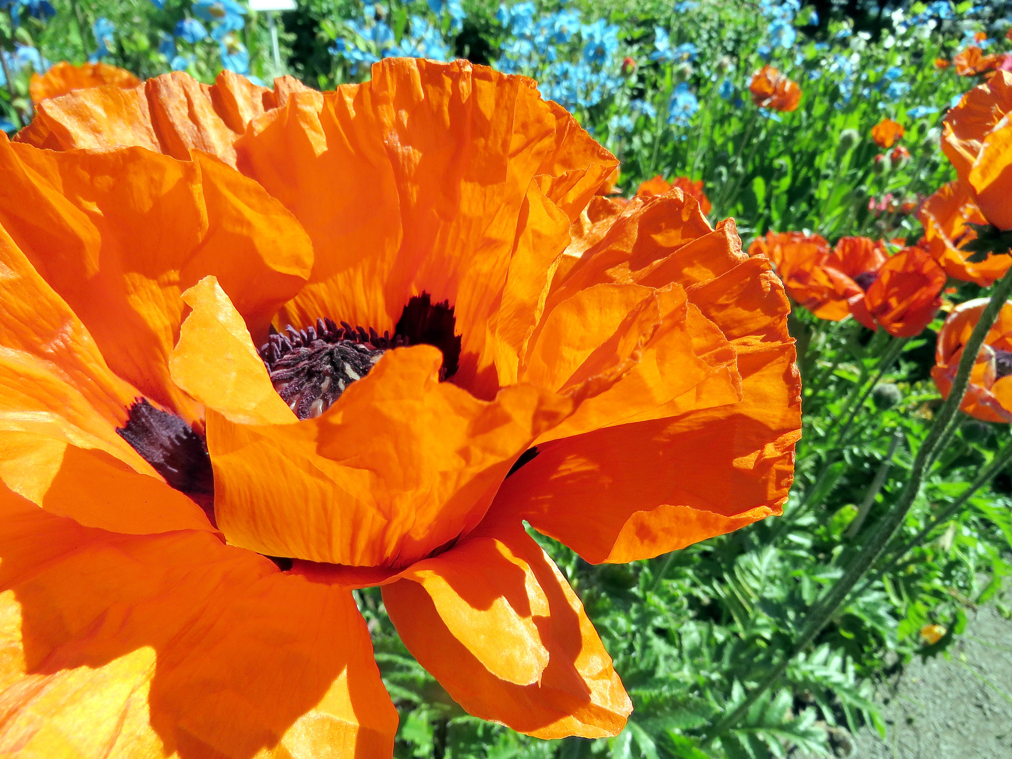 Poppies - Native Colorado FLower