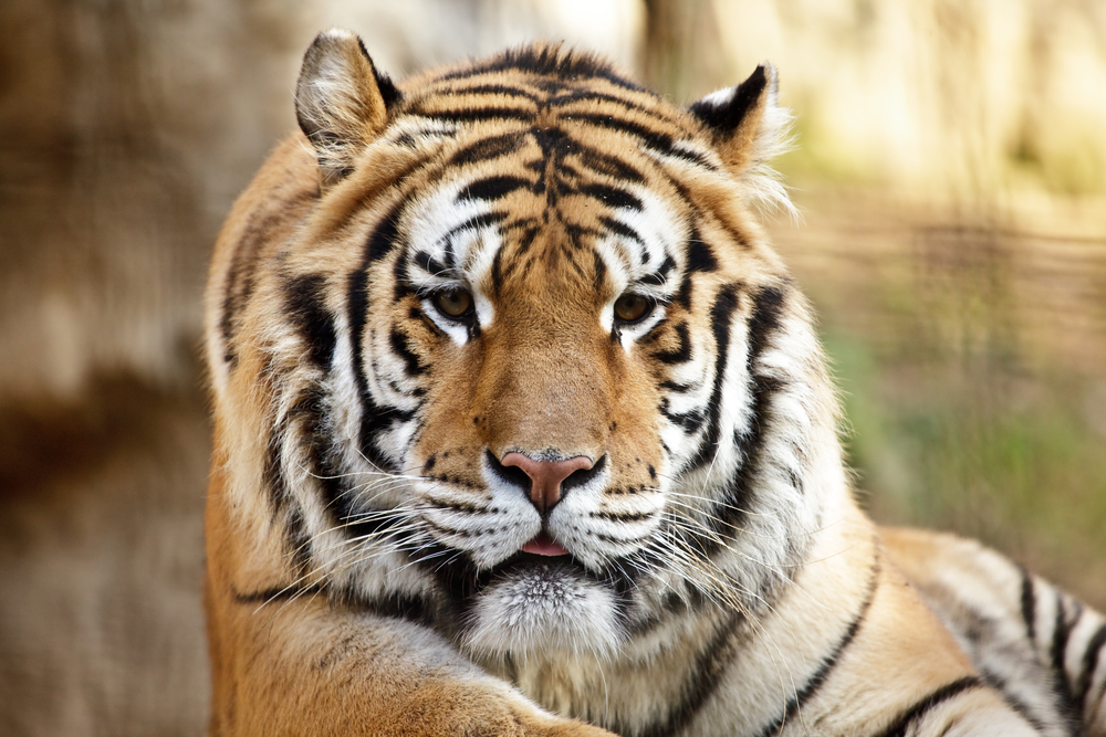 2019 Denver Free Days - The Denver Zoo