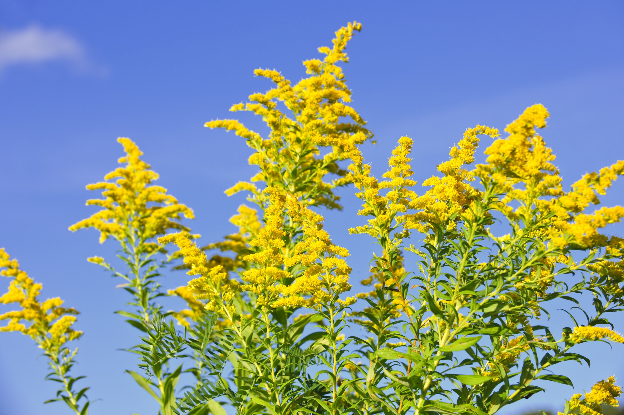 Goldenrod - Native Colorado Plant
