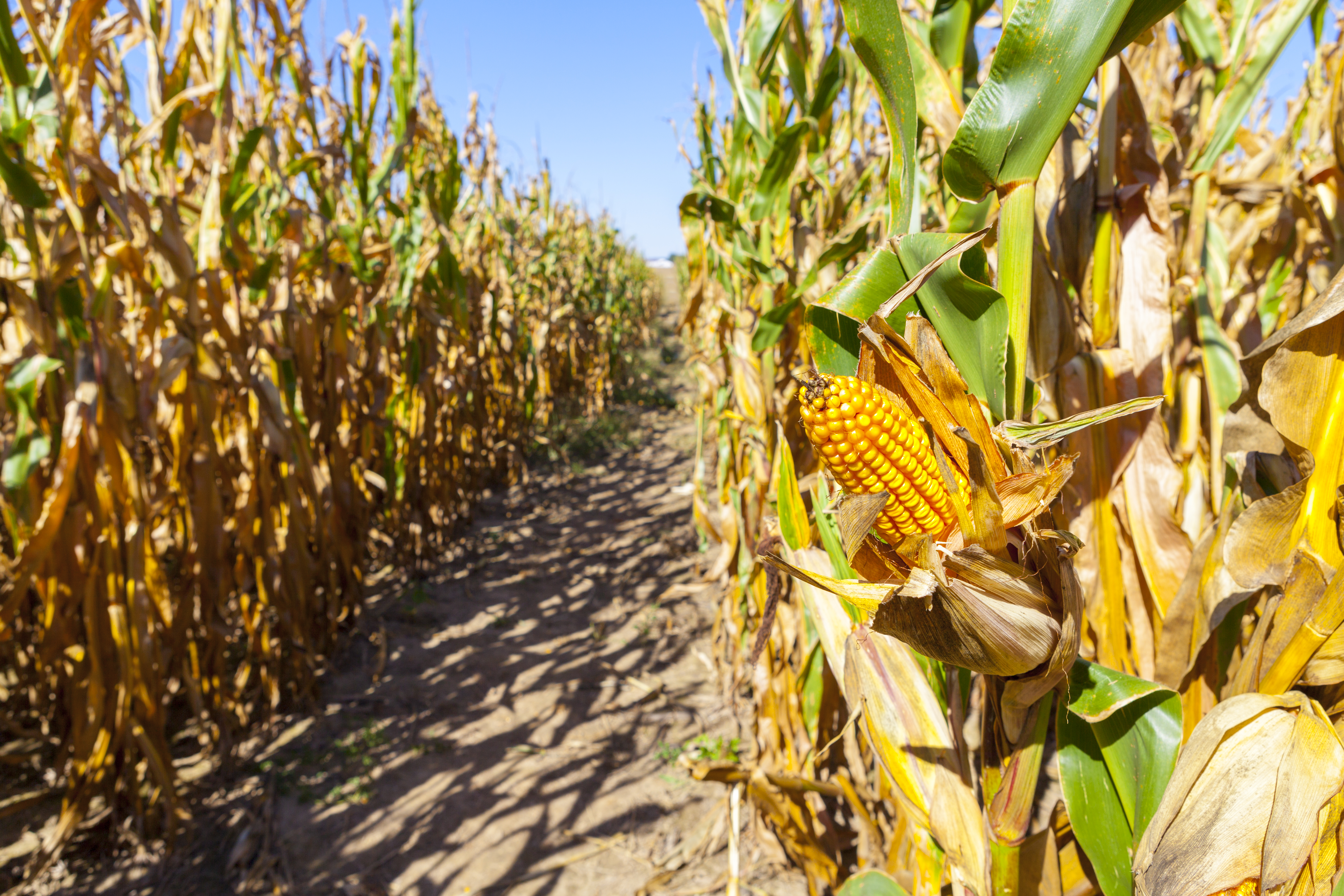 Denver Corn Mazes