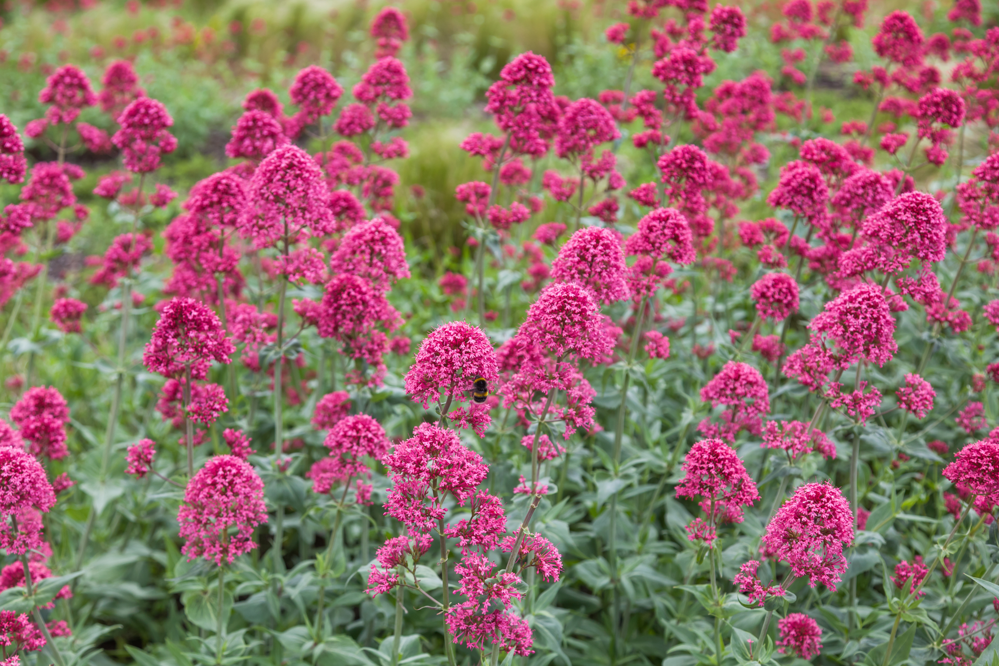 Jupiter's Beard - Native Colorado Plant