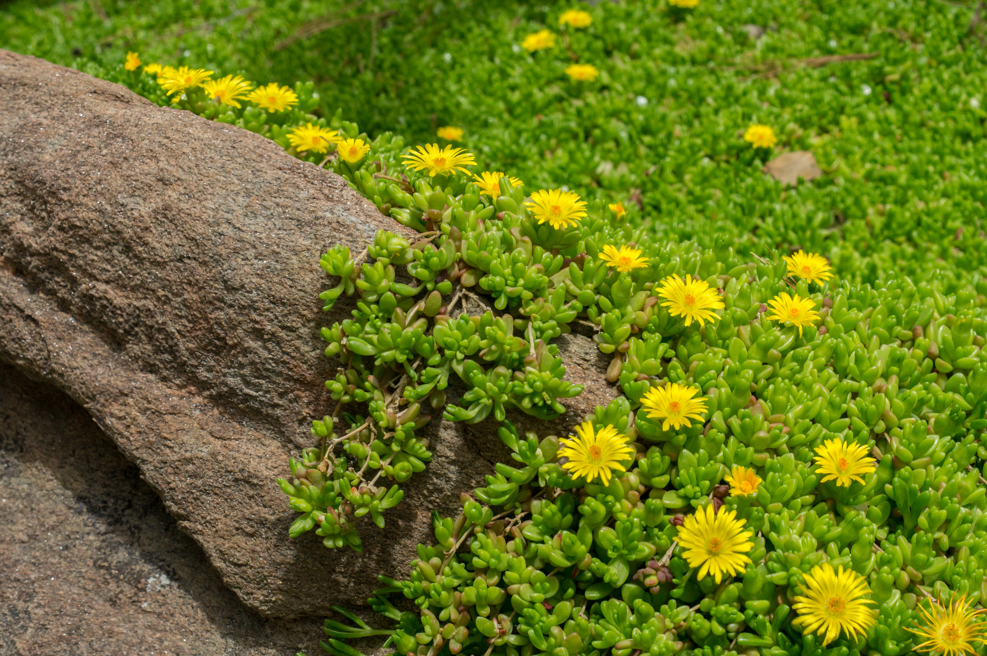 Ice Plants - Native Colorado Plant