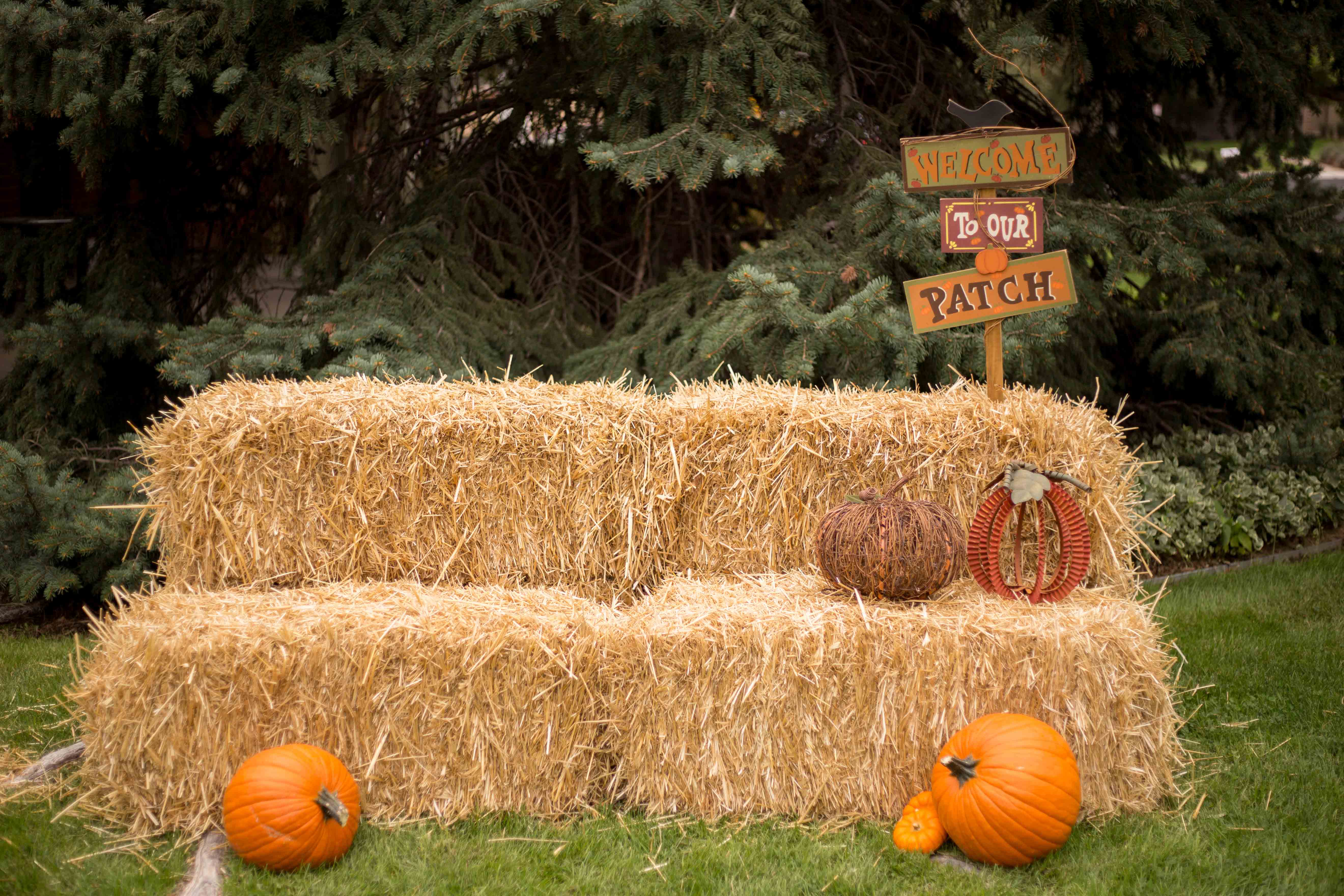 Denver Pumpkin Patch