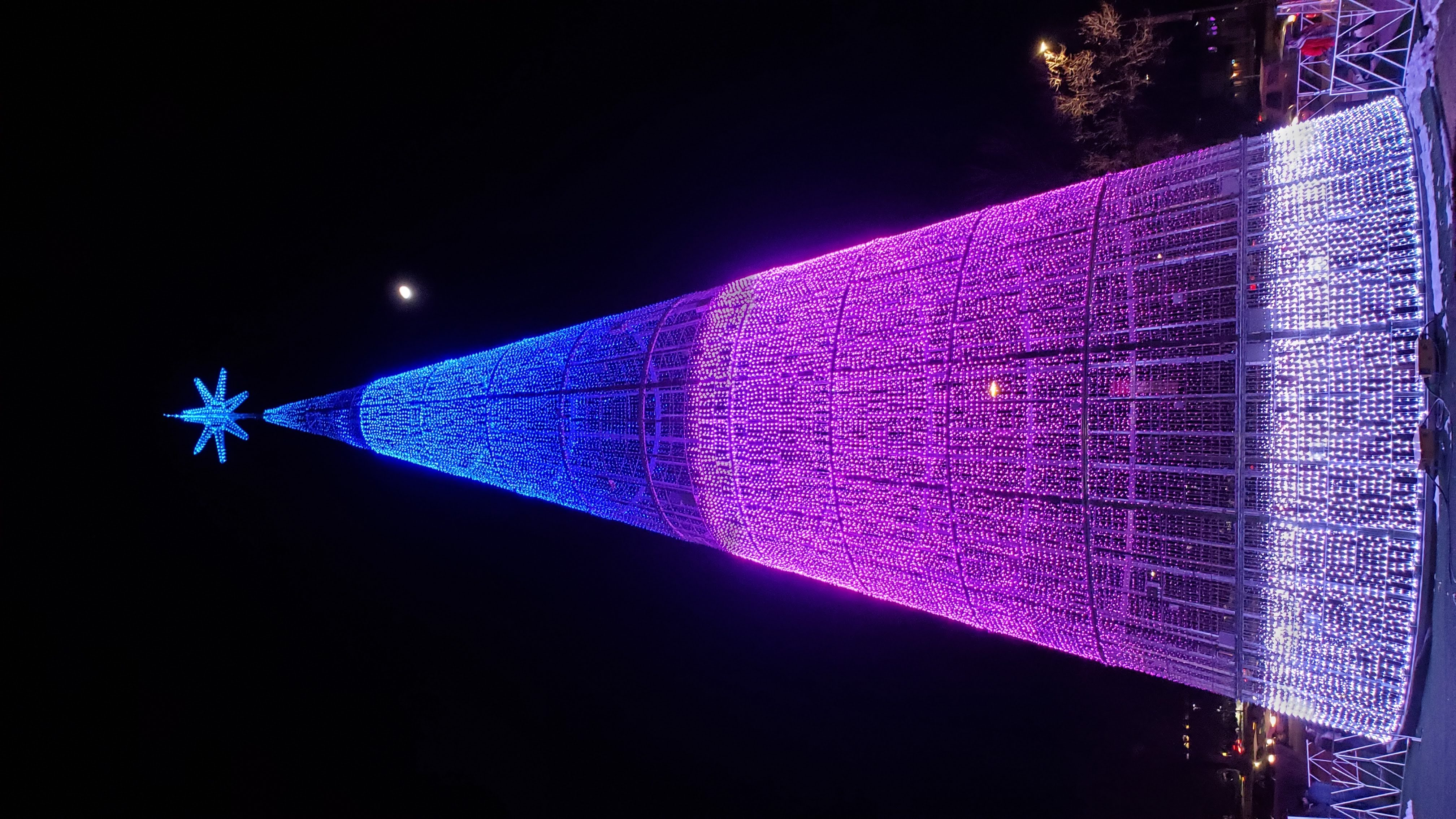 Denver's Mile High Tree