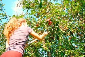 apple_tree_300