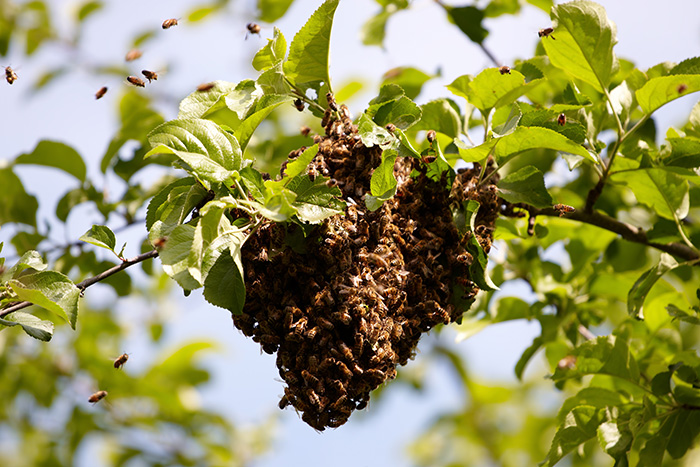 bee swarm
