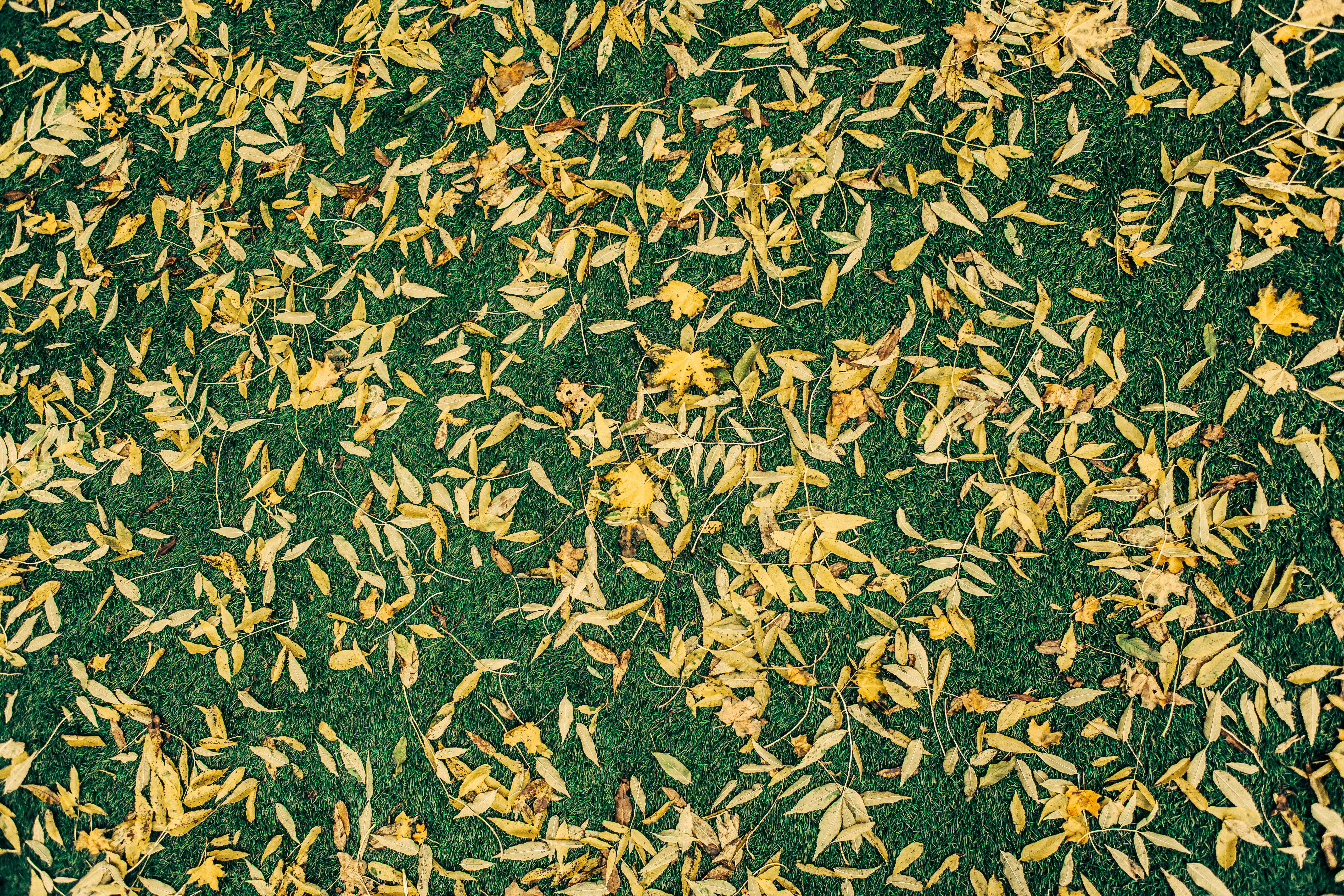 alt tag