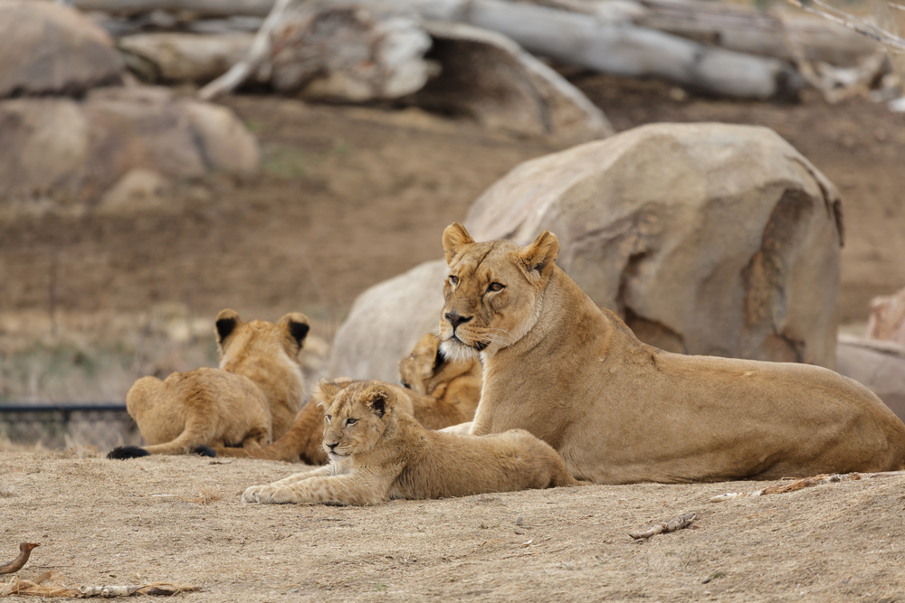 Free things to do in Denver - The Zoo