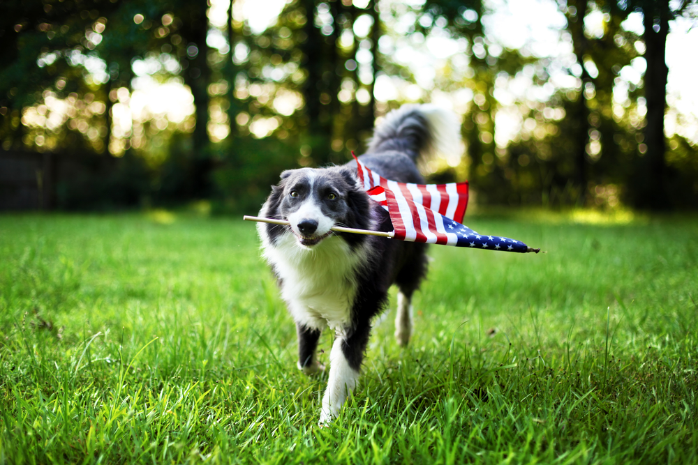 Fourth of July Pet Safety