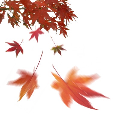 leaves_380