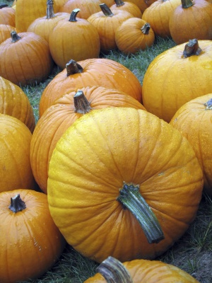 lotsofpumpkinslr_400
