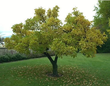 tree_383