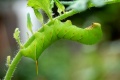 worm_120