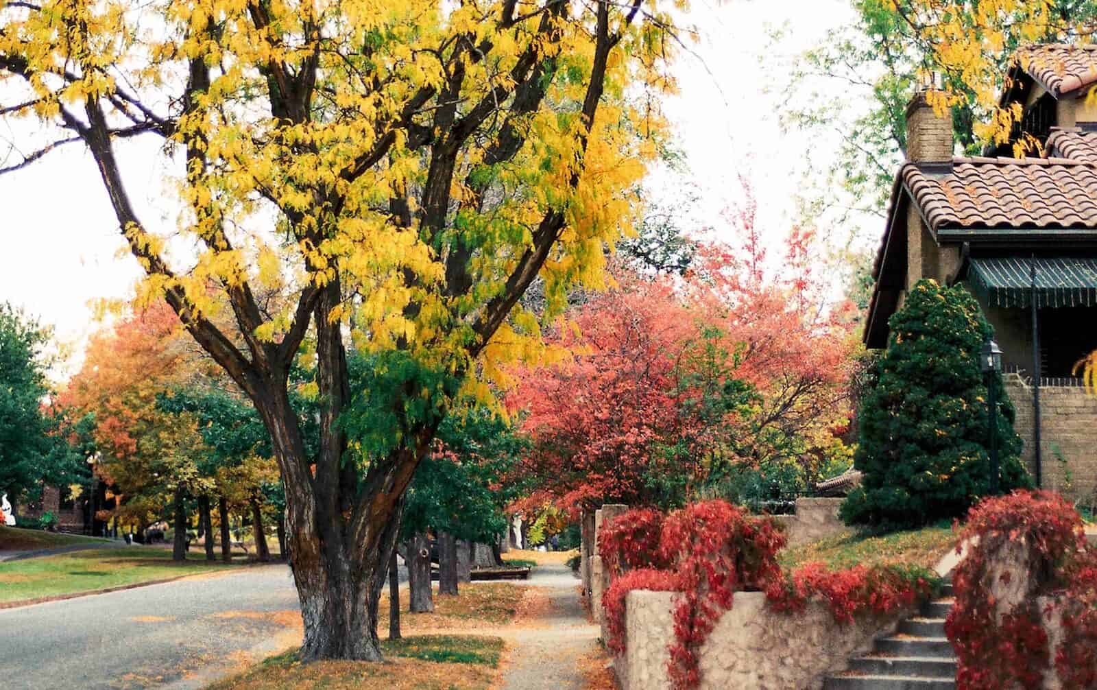 A fall-colored Denver neighborhood street lined with golden trees and a stone garden wall