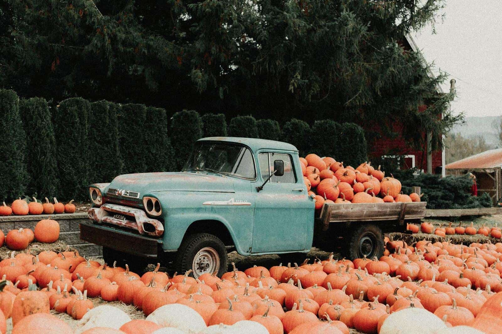 Vintage teal pickup truck loaded with pumpkins at a Denver-area farm