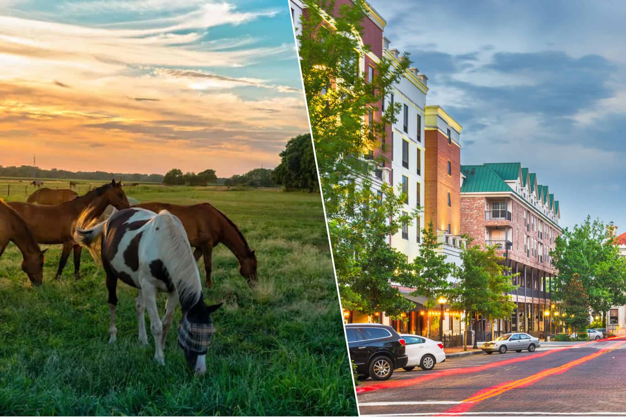 Where To Live in Florida: Gainesville vs. Ocala