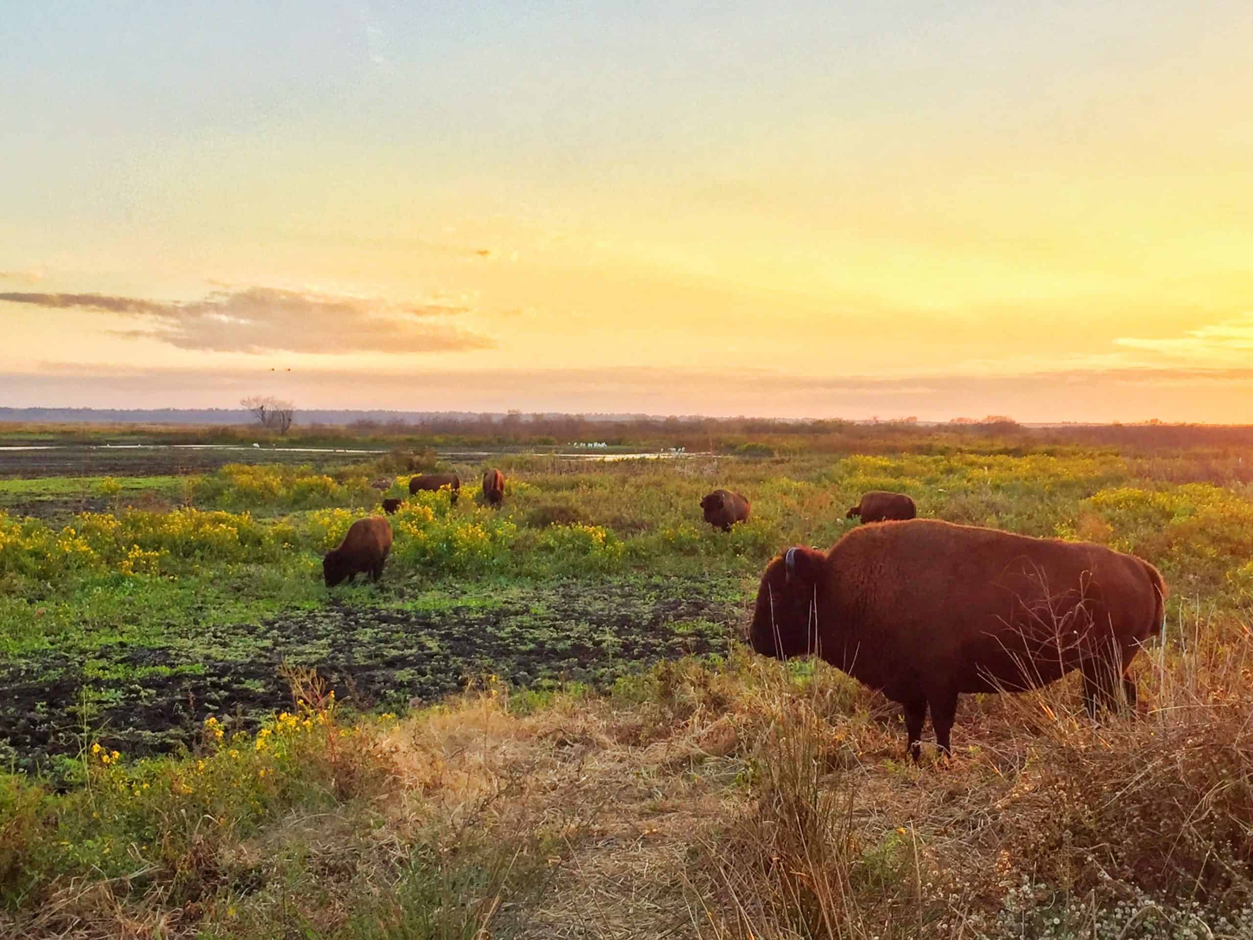 Discover 5 free activities to enjoy in Gainesville