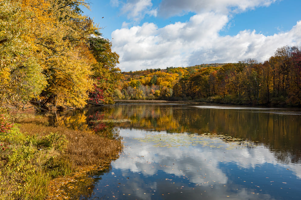 Foliage on a Pond